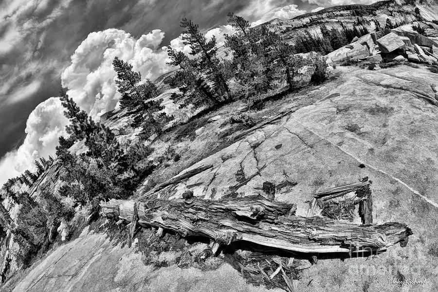 Yosemite Fallen Tree Photograph by Blake Richards