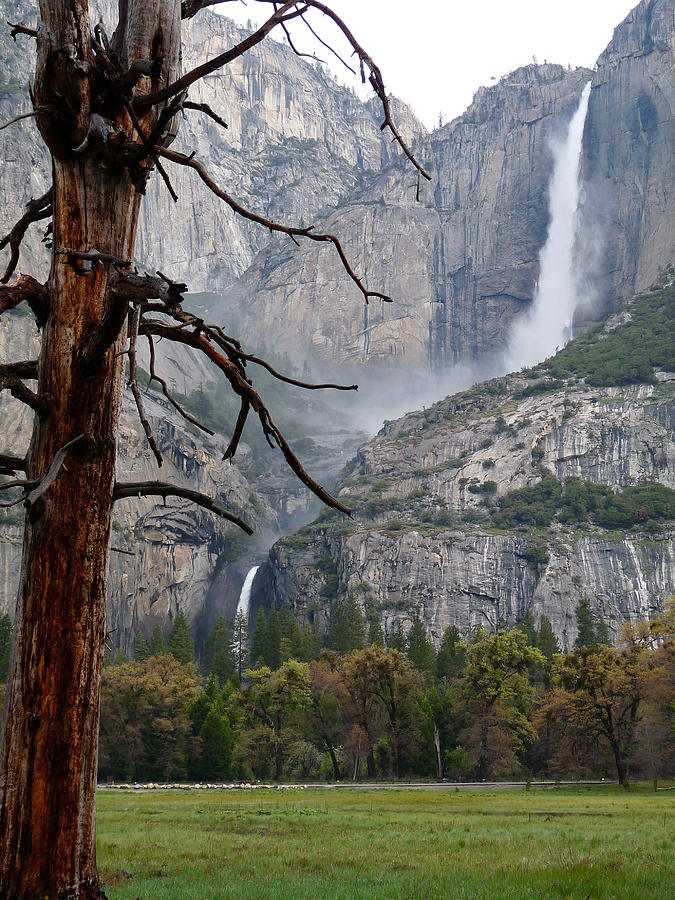 Yosemite Falls Dead Tree Photograph by Jeff Lowe