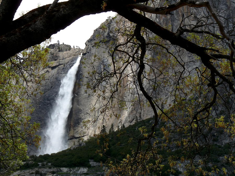 Yosemite Falls Framed by Oak Photograph by Jeff Lowe