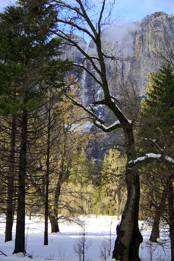 Yosemite National Park Photograph - Yosemite Falls Through Winters Trees by Her Arts Desire
