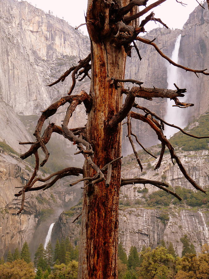Yosemite Falls Upper Lower Dead Tree Photograph by Jeff Lowe