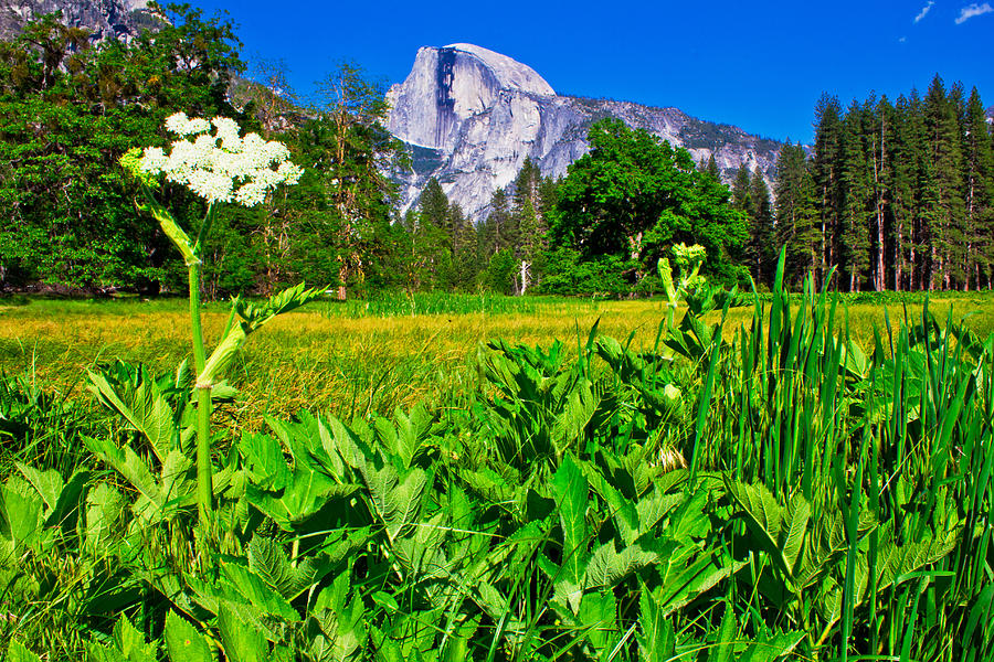 Yosemite Flower Photograph by John McGraw