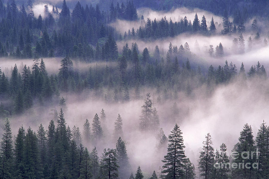 Yosemite Fog Photograph by George Ranalli