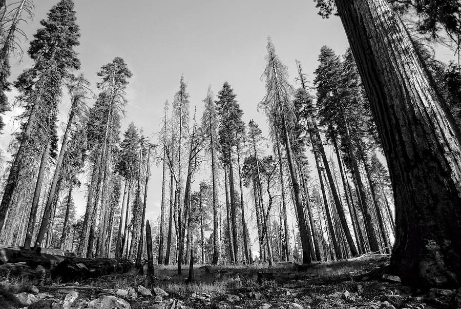Yosemite Forest Photograph by David Hart