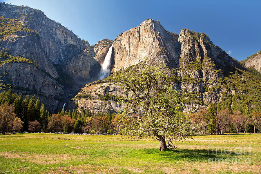 Yosemite meadow with tree Photograph by Jane Rix