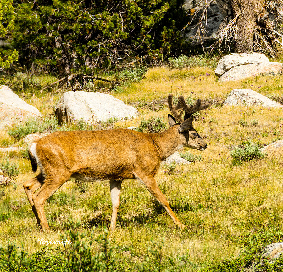 Yosemite Mule Deer Photograph by LeeAnn McLaneGoetz McLaneGoetzStudioLLCcom