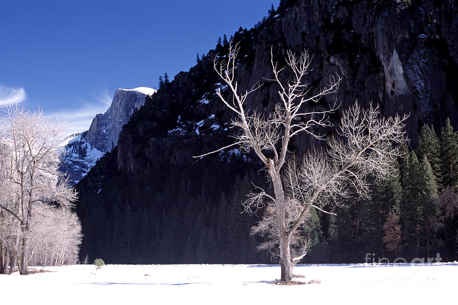 Yosemite National Park in Winter Photograph by Rick Pisio