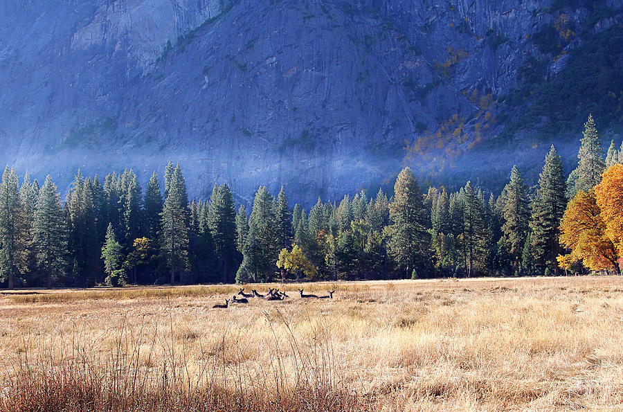 Yosemite National Park Photograph - Yosemite National Park by Yosi Cupano