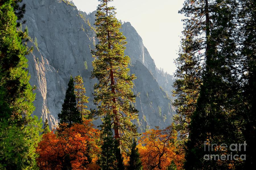 Yosemite NP Series 6 Photograph by Scott Cameron