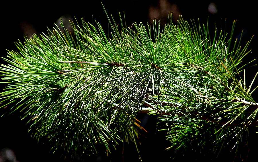 Yosemite Pine Needles Photograph by Jeff Lowe