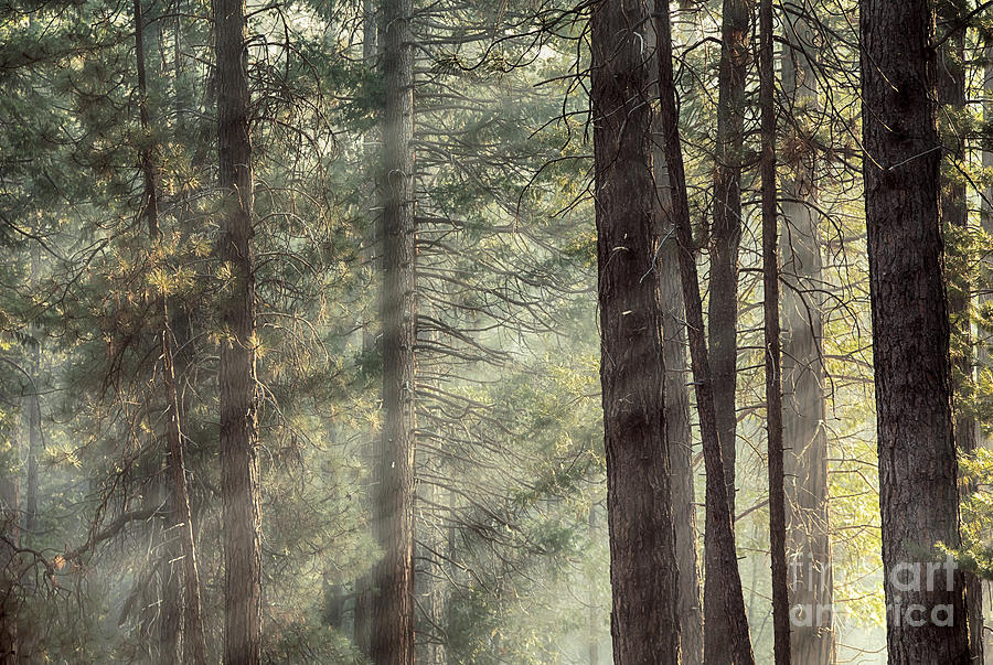 Yosemite pines in sunlight Photograph by Jane Rix