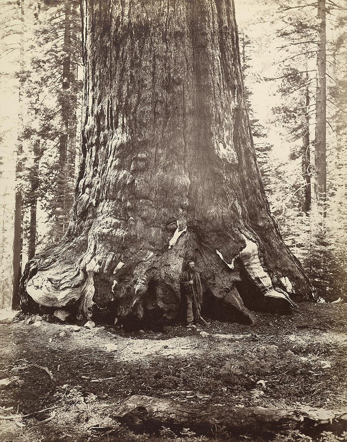 Yosemite Sequoia, C1865 Photograph by Granger