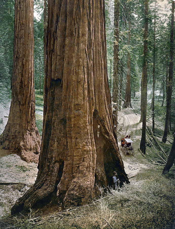 Yosemite Sequoia, C1900 Photograph by Granger