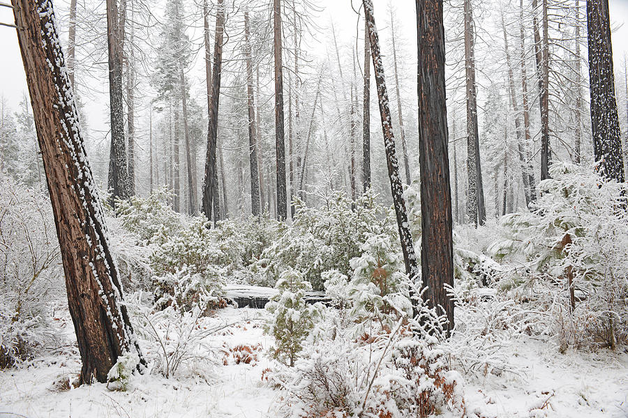 Yosemite Snow Fall in Trees Photograph by Gary Hromada - Pixels