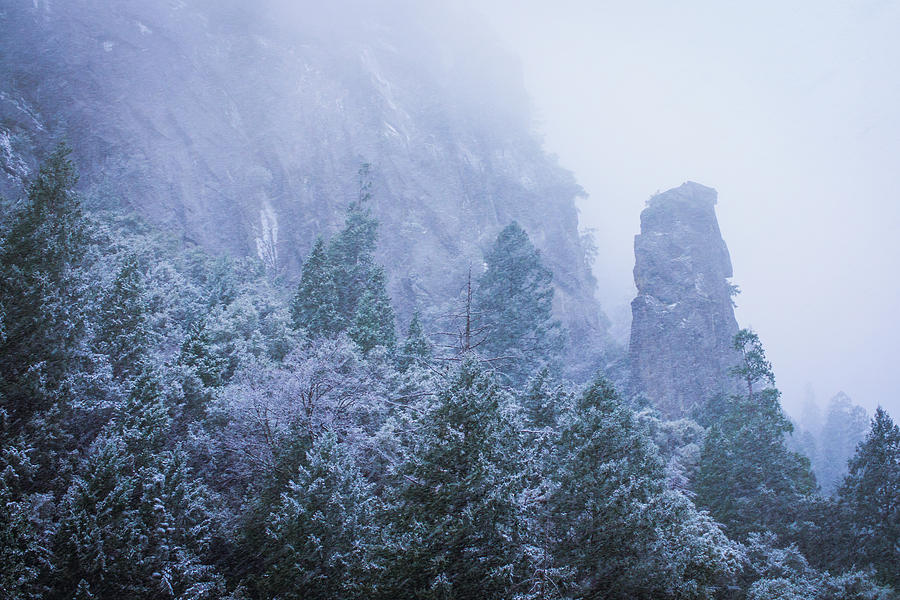 Yosemite Snow Storm Photograph by Priya Ghose