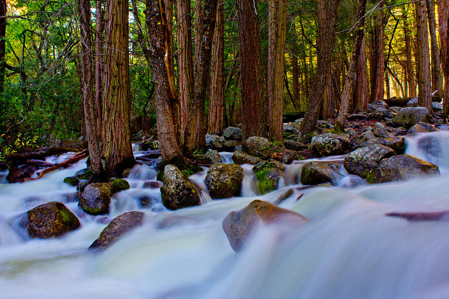 Yosemite Stream  Photograph by John McGraw