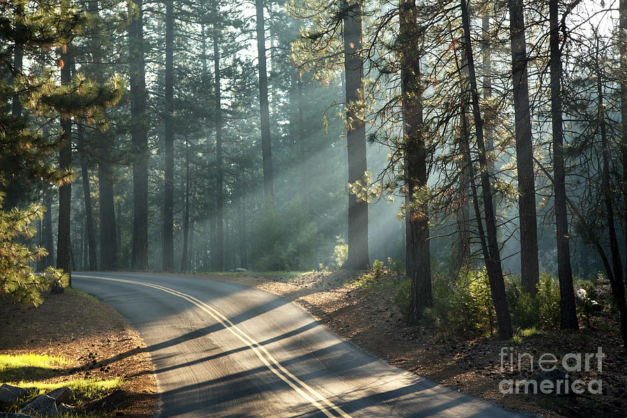 Yosemite sunlight Photograph by Jane Rix