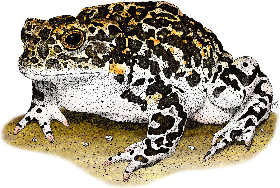 Animal Photograph - Yosemite Toad by Roger Hall