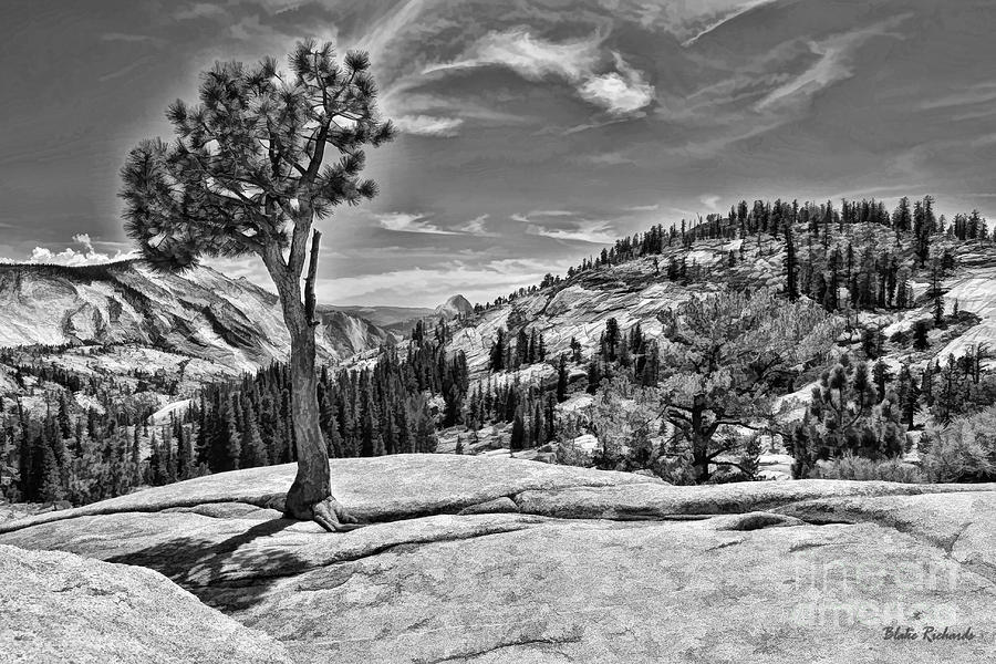 Yosemite Tree Wispy Clouds Black And White Photograph by Blake Richards