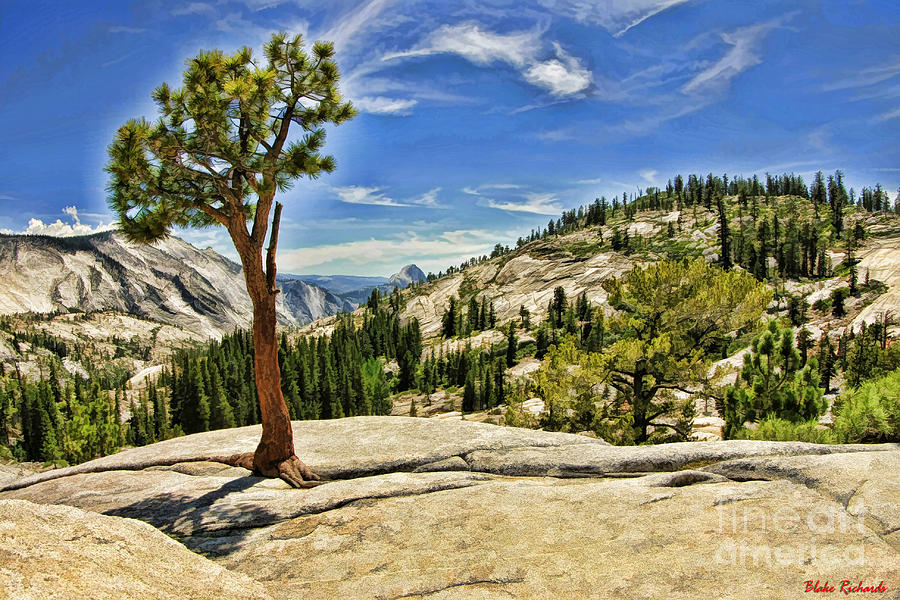 Yosemite Tree Wispy Clouds Photograph by Blake Richards