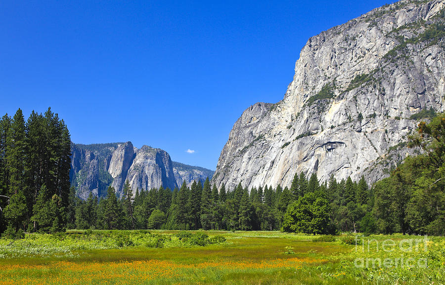 Yosemite Valley Meadow Photograph by Pattie Calfy