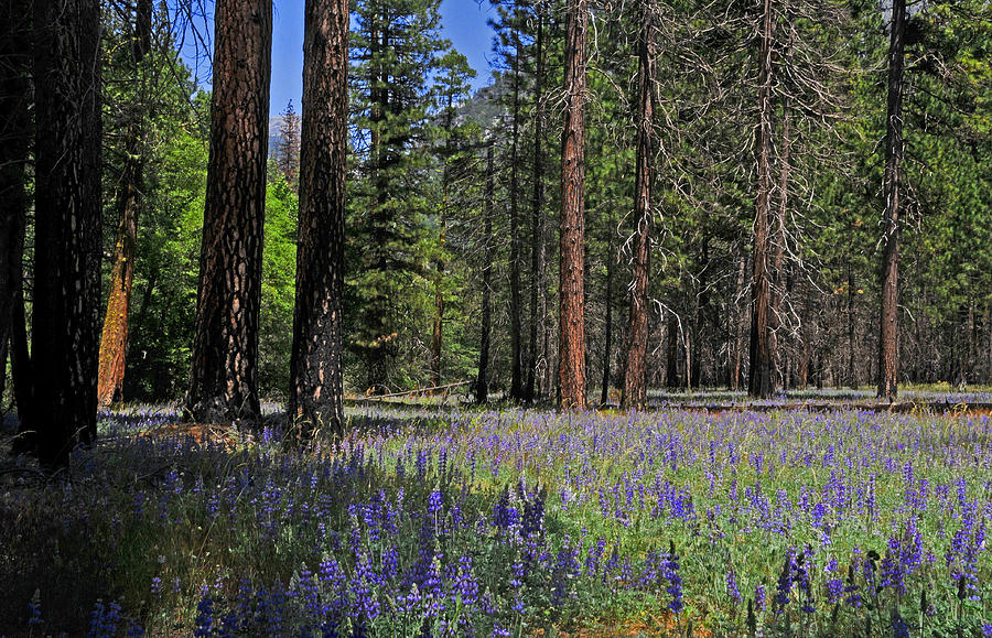Yosemite Wildflower Meadow Photograph by Lynn Bauer | Fine Art America