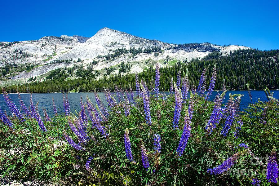 Yosemite Wildflowers Photograph by Mel Ashar