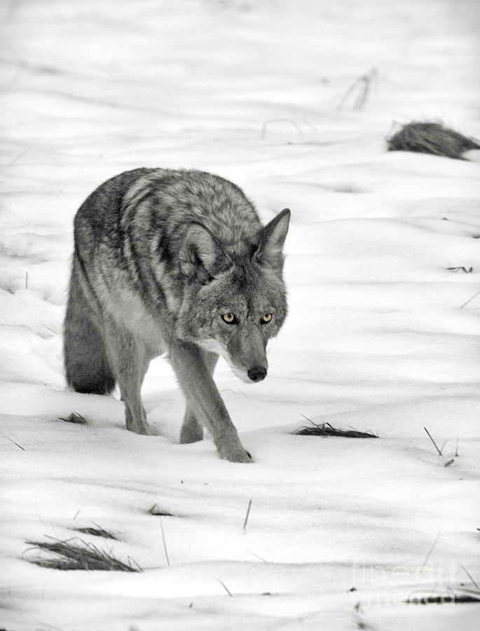 Yosemite Wolf Photograph by Daniel Ryan | Fine Art America