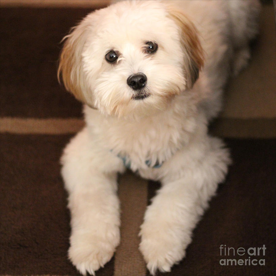 YOSHI is One Today - Havanese Puppy Photograph by Barbara A Griffin