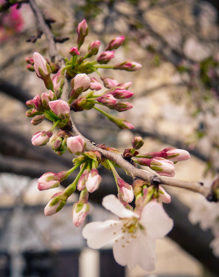 Flower Photograph - Yoshino Cherry Blossom by Sherie LaPrade