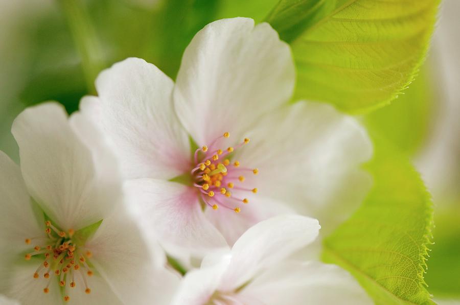 Yoshino Cherry (prunus X Yedoensis) Photograph by Science Photo Library Yoshino Cherry (prunus X Yedoensis) Photograph by Science Photo Library