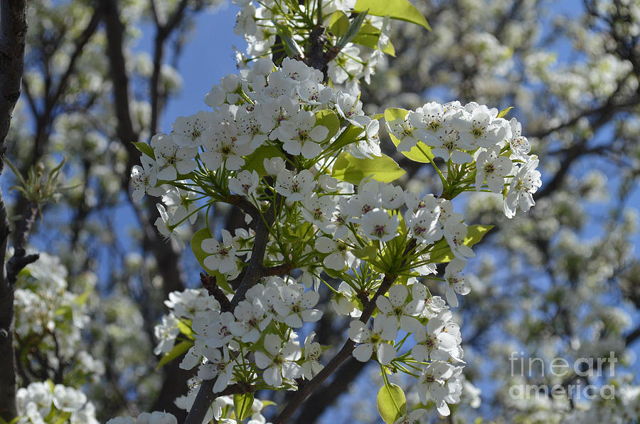 Yoshino Cherry Tree Photograph by Joseph Gonzalez - Pixels