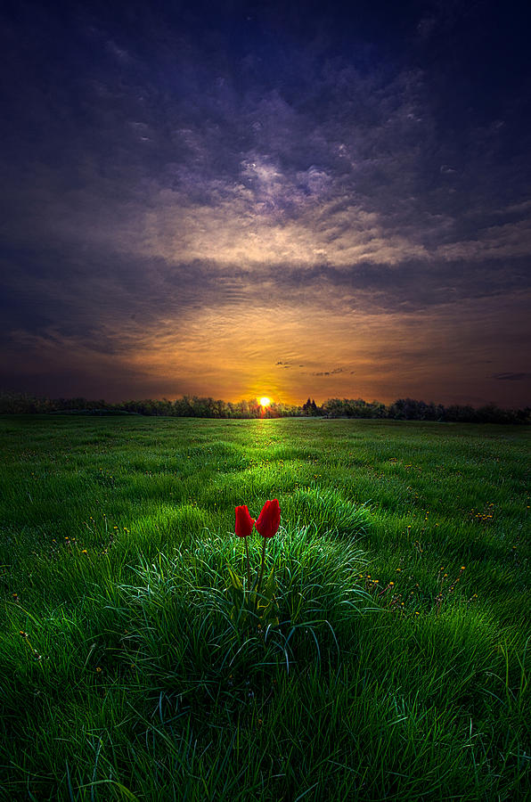 Tulip Photograph - You and I by Phil Koch