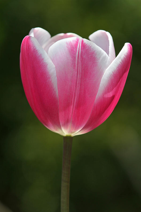 Tulip Photograph - You Are All I need by Juergen Roth