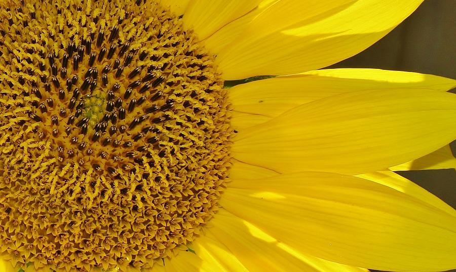 Sunflower Photograph - You Are My Sunhine by Bruce Bley