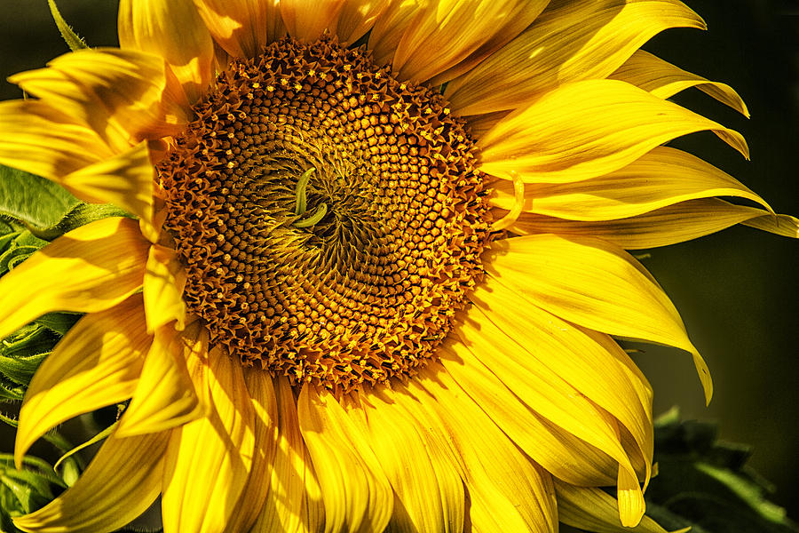 You Are My Sunshine Photograph by Belinda Greb - Pixels