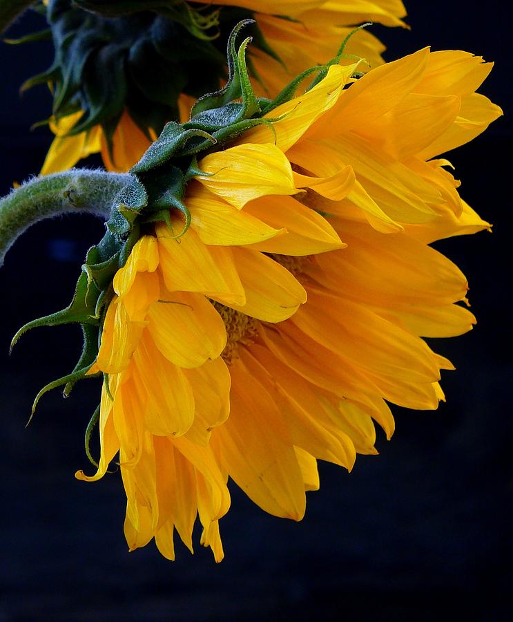 Sunflower Photograph - You Are My Sunshine by Brenda Pressnall