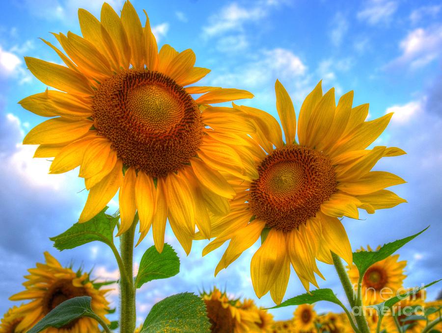 You are my Sunshine Photograph by Debbi Granruth
