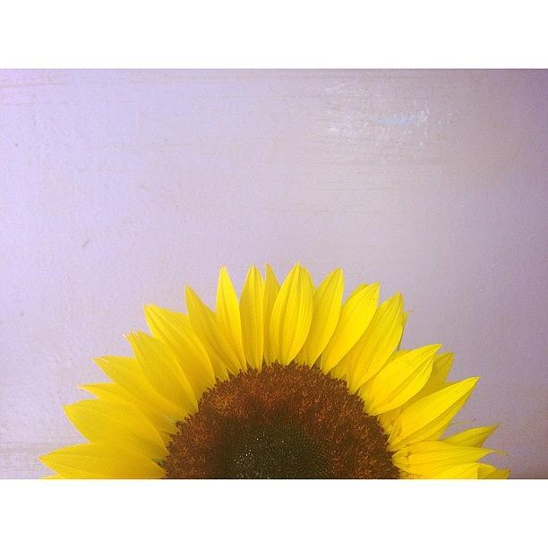 Sunflower Photograph - You Are My Sunshine. My Only Sunshine by Janicew Shum