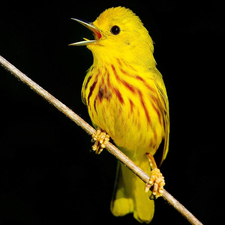 Warbler Photograph - You Calling Me Yellow by John Absher
