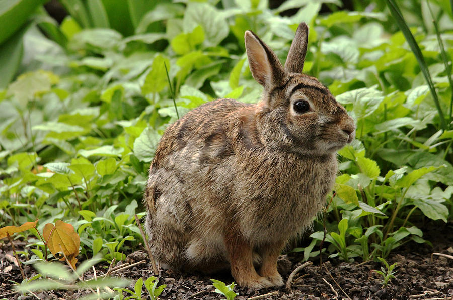 Rabbit Ears by Debbie Oppermann