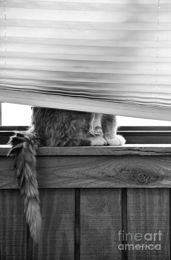 Black And White Photograph - You Cant See Me by Karen Slagle