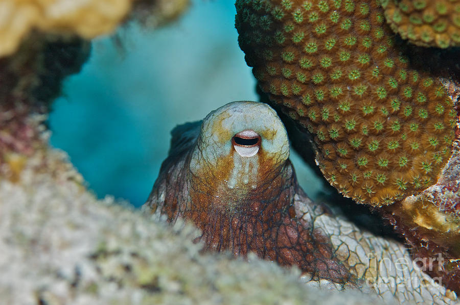 Octopus Photograph - You Cant See Me by Thomas Major