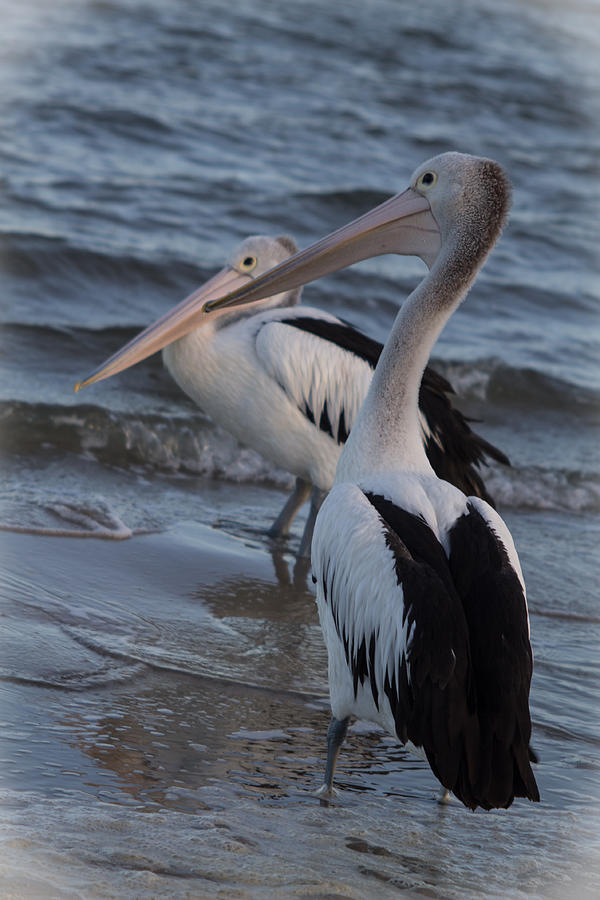 Pelican Photograph - You Coming In by Michael  Podesta 