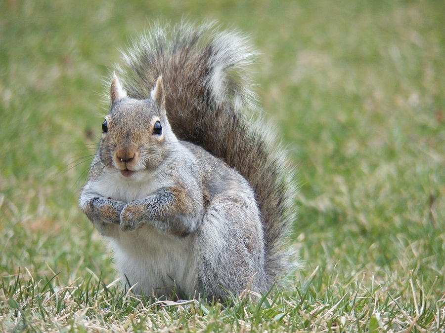 Squirrel Photograph - You Dont Say by Corinne Elizabeth Cowherd