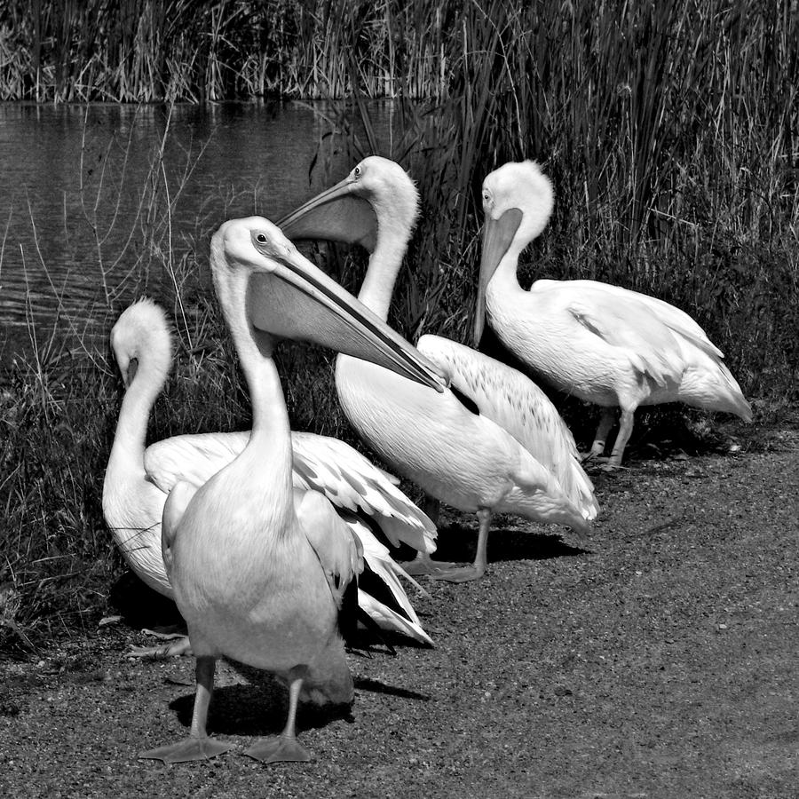 You Guys Coming - Pelicans - Black and White Photograph by Nikolyn McDonald