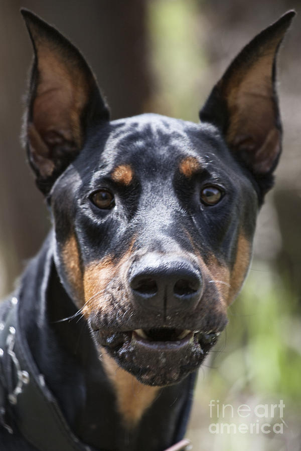 Dog Photograph - You Have About 15 Seconds by Douglas Barnard