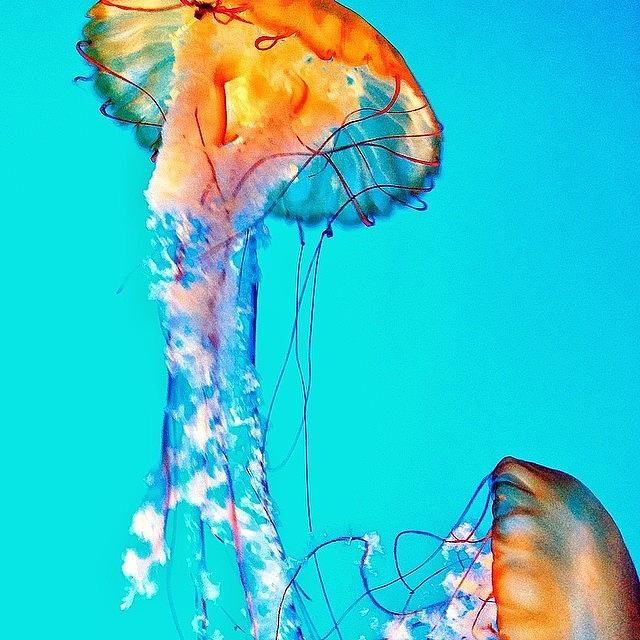 Baltimore Photograph - You #jellyfish? #aquarium #baltimore by Sean Mcnamara