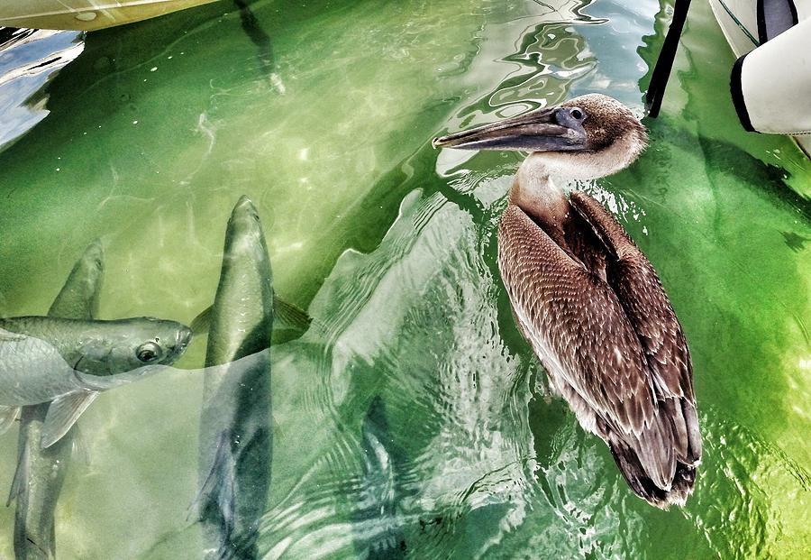 Pelican Photograph - You Lookin At Me by Erik Kaplan