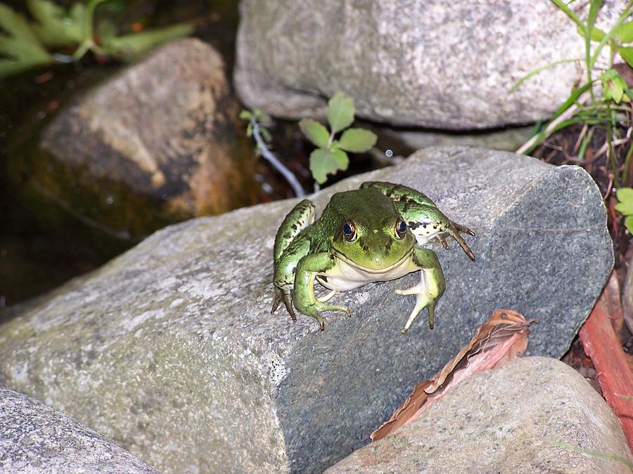 Frog Photograph - You Lookin at Me by Holly Eads